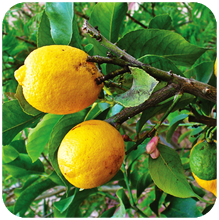 Citrus_limonum
