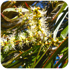 Melaleuca-leucadendron