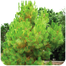 Pinus-roxburghii